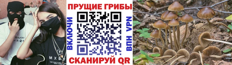Галлюциногенные грибы GOLDEN TEACHER Суровикино